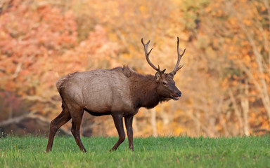 Bull Elk in Autumn Sunlight