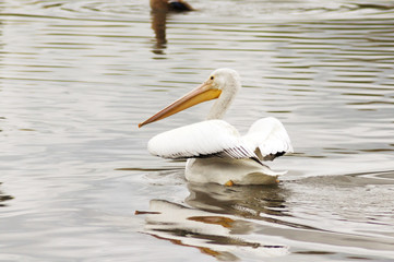 American Pelican