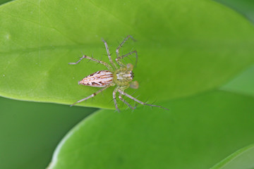 Spider