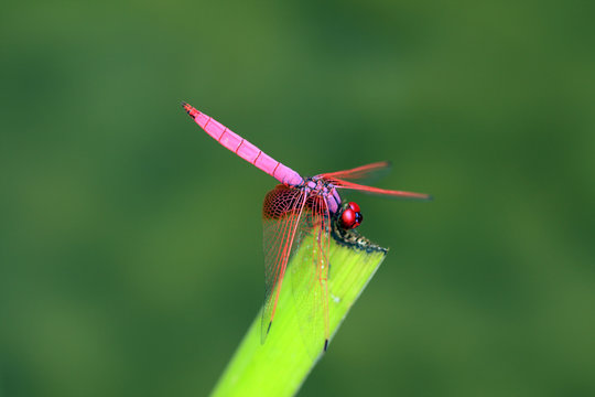 Dragonfly