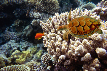 Coral fishes of Red sea. Egypt