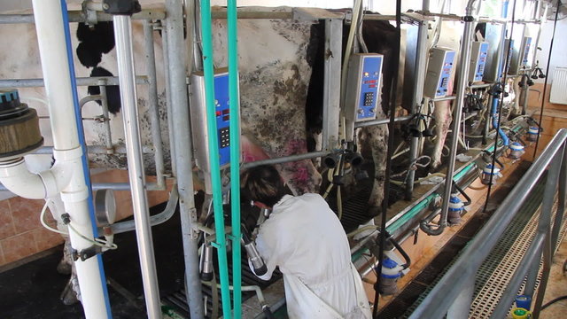 Women working in a Dairy Farm