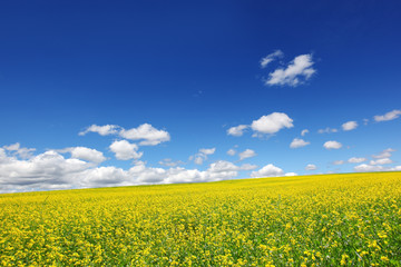 Obraz premium Field of yellow rape against the blue sky
