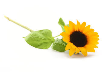 Naklejka premium Sunflower isolated on white