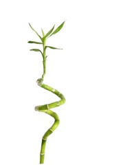 Bamboo isolated on white