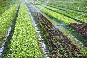 Organic lettuce being watered on the field