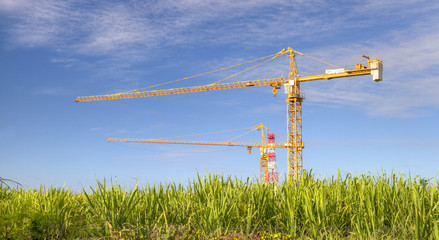 Des grues dans un champ de cannes à sucre