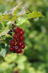 Johannisbeeren