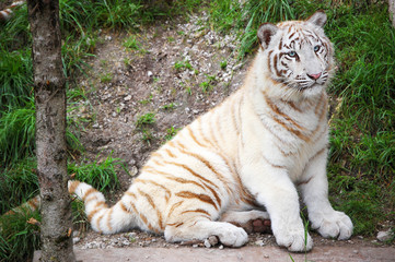 Fototapeta premium White Tiger Kitten Full Size