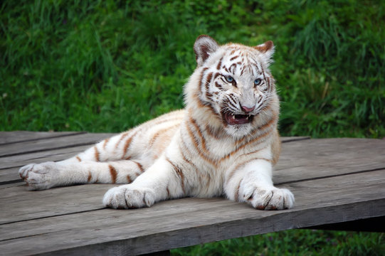 Fototapeta White Tiger Cub With Funny Muzzle Expression