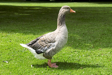 Goose on the lawn