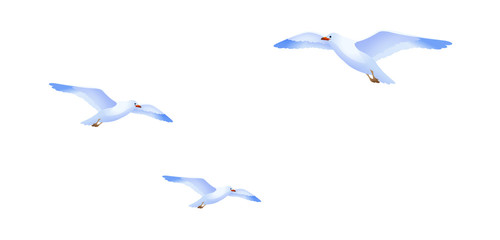 vector icon sea gull