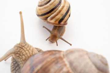Talk of two snails.isolated