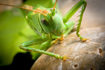 macro of a green grasshopper on a stone