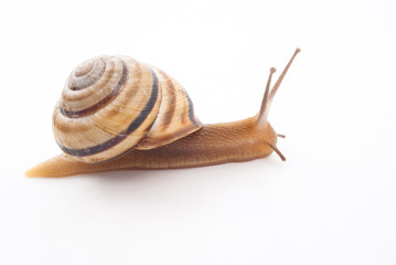 Snail