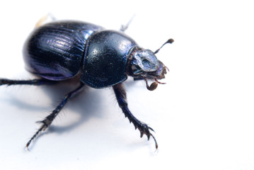 close-up photo of big female stag-beetle
