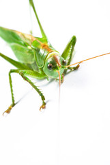 Locust isolated on white background.