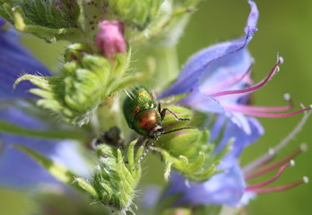 Seidiger Fallkäfer auf Blauem Natternkopf