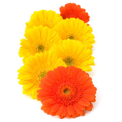 Beautiful daisy gerbera flowers