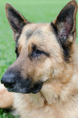 ジャーマンシェパードの顔