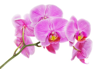 Naklejka na ściany i meble Różowa orchidea na białym tle