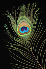 Closeup of peacock feather on black background