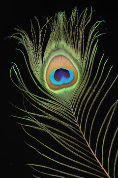 Closeup Of Peacock Feather On Black Background