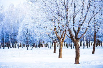 Winter landscape