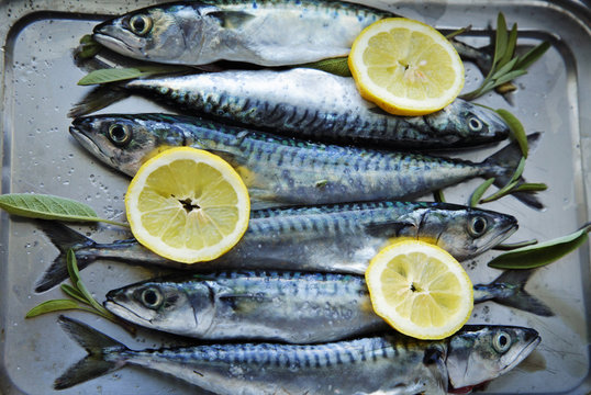 frischer fisch