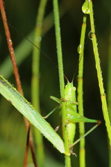 grasshopper and morning dew