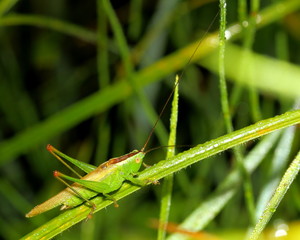 grasshopper on wet grass
