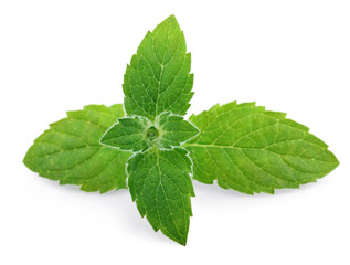 Fresh mint leaves © Roman Samokhin