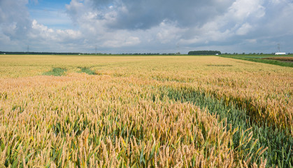 Corn growing on a field in summer