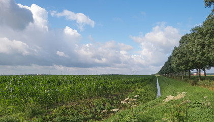 Obraz premium Corn growing on a field in summer