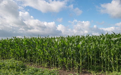 Corn growing on a field in summer