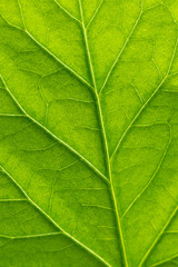 Fototapeta na wymiar Green leaf