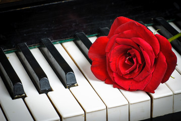 Klaviertastatur und Rose