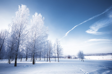 Winter day in park. Snowy landscape