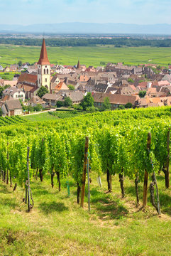 Vignoble à  Ammerschwihr , Alsace (Fr).