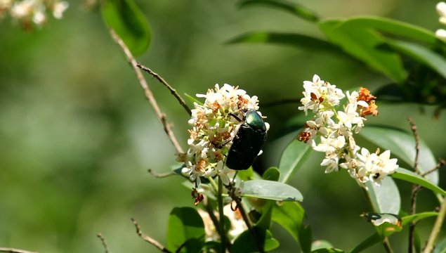 Rosenk&auml;fer