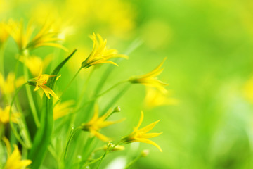 yellow spring flowers