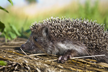 Hedgehog