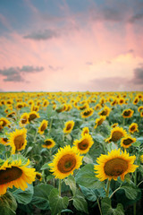 Sunflower field in the sunset