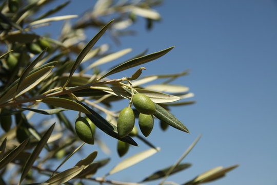 olivier en provence