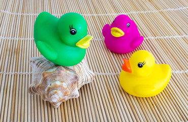 Badeente auf Muschel