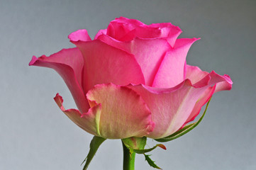 Pink Rose