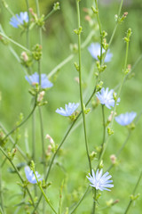 Bush of blossoming chicory
