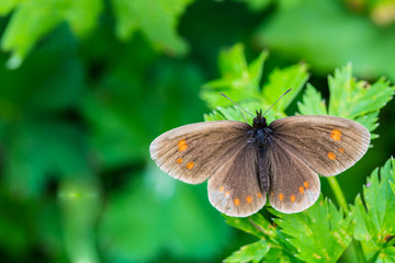 Obraz premium butterfly on a green leaflet in Nature flora and fauna