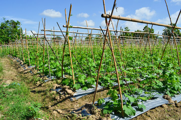 cucumber plant in garden