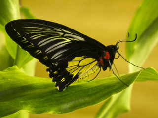 butterfly